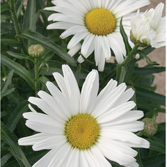 Daisy May® Shasta Daisy ~ Leucanthemum x superbum 'Daisy Duke' 19CM