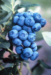 Duke Blueberry ~ Vaccinium corymbosum  G3