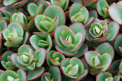 SunSparkler® Lime Zinger Stonecrop ~ Sedum 19CM
