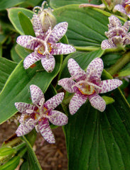 Samurai Toad Lily ~ Tricyrtis formosana 19CM