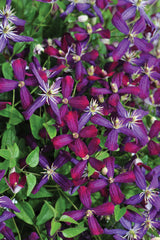 Sweet Summer Love Clematis ~ Clematis x 'Sweet Summer Love'  G1
