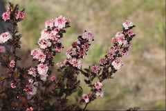 Tiny Wine® Ninebark ~ Physocarpus opulifolius 'SMNPOTW' G2