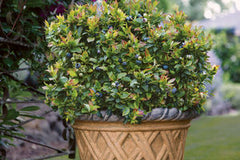 JELLY BEAN® Blueberry ~ Vaccinium ‘ZF06-179’ 19CM