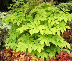 Sun King Golden Japanese Spikenard ~ Aralia cordata 'Sun King' G1