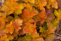 Amber Jubilee™ Ninebark ~ Physocarpus opulifolius 'Jefam' G3