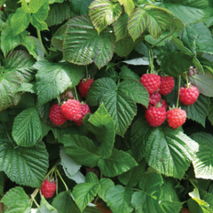 Raspberry Shortcake® ~ Rubus 'NR7' G2