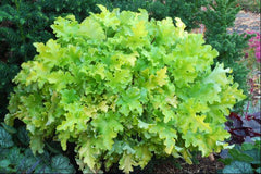 Lime Marmalade Coral Bells ~ Heuchera x 'Lime Marmalade' 19CM