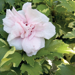 Sugar Tip® Rose of Sharon ~ Hibiscus syriacus 'America Irene Scott' G1 TREE