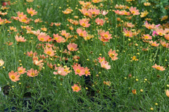 Creme Caramel Tickseed ~ Coreopsis verticillata 'Creme Caramel' 19CM