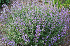 Junior Walker™ Catmint ~ Nepeta x faassenii 'Novanepjun' 19CM