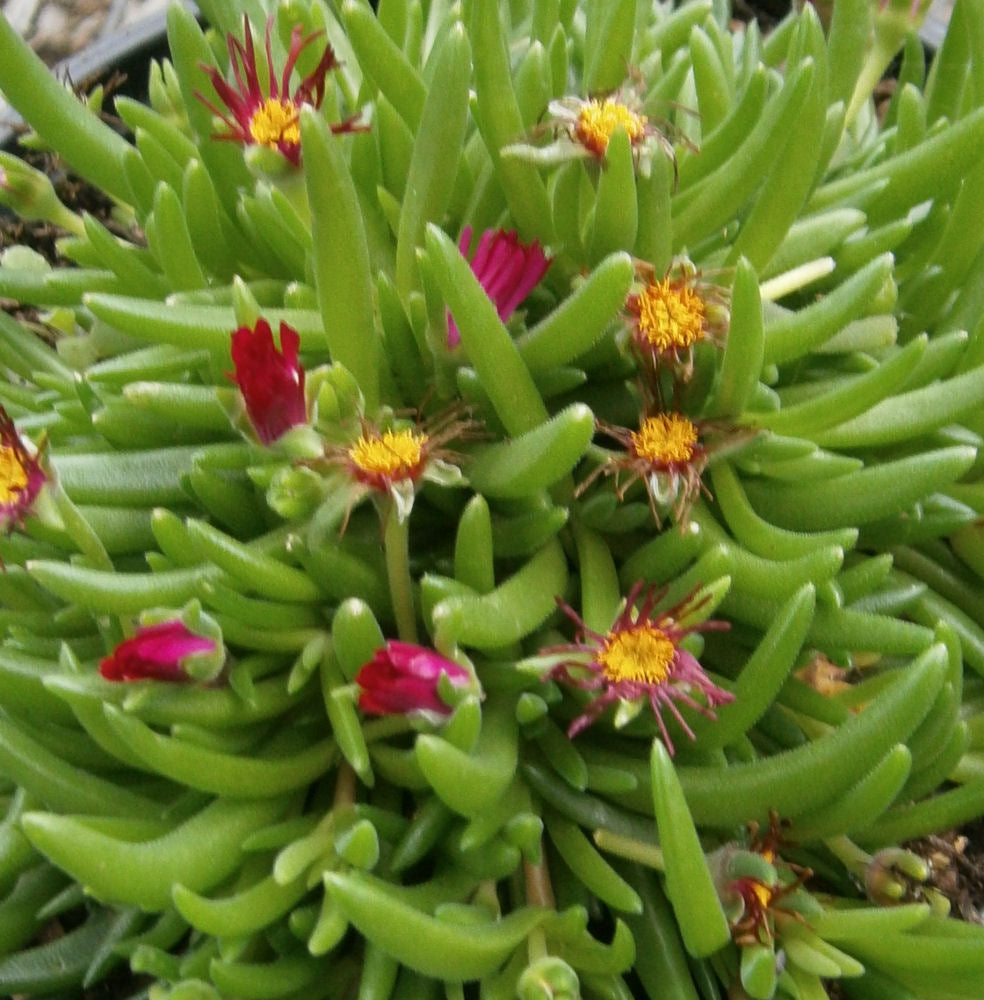 Jewel of Desert Garnet Ice Plant ~ Delosperma cooperi 'Jewel of Desert Garnet' 19CM