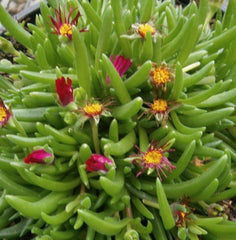 Jewel of Desert Garnet Ice Plant ~ Delosperma cooperi 'Jewel of Desert Garnet' 19CM