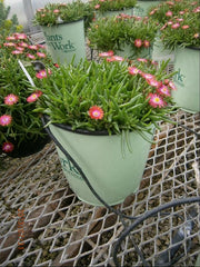 FIRE SPINNER® Hardy Ice Plant ~ Delosperma x 'P001S' 19CM