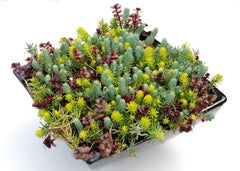 Flaming Carpet Stonecrop ~ Sedum 19CM