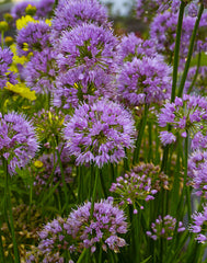 Millenium Ornamental Onion ~ Allium x 'ALLMIG1' 19CM