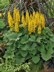 Bottle Rocket Ligularia ~ Ligularia hybrid G2