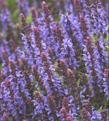 Sensation® Sky Blue Salvia ~ Salvia nemorosa 'Florsalsbu' 19CM