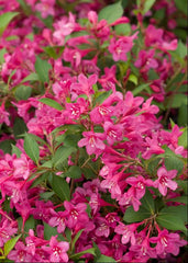 Sonic Bloom® Pink Weigela ~ Weigela florida 'Bokrasopin' G1