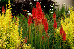 Redhot Popsicle Red Hot Poker ~ Kniphofia 'Redhot Popsicle' 19CM