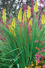 Pineapple Popsicle Red Hot Poker ~ Kniphofia 'Pineapple Popsicle' 19CM