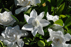 'Summer Snow' Gardenia ~ Gardenia jasminoides Bab1183' G1