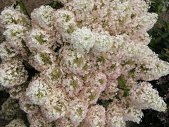 Bobo® Panicle Hydrangea ~ Hydrangea paniculata 'ILVOBO' G3