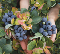 Jersey Highbush Blueberry ~ Vaccinium corymbosum 'Jersey' G3