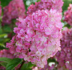 Strawberry Sundae®Panicle Hydrangea ~ Hydrangea paniculata 'Rensun' G2
