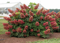Ruby Slippers Oakleaf Hydrangea ~ Hydrangea quercifolia 'Ruby Slippers' G1