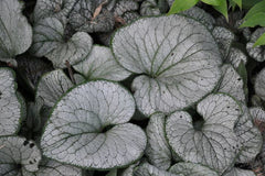 Silver Heart Siberian Bugloss ~ Brunnera macrophylla 'Silver Heart' 19CM