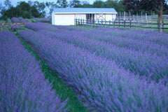 Phenomenal Lavender ~ Lavandula x intermedia 'Phenomenal' 17CM