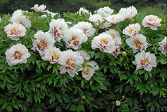 Cora Louise Itoh Peony ~ Paeonia x G2