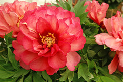 Julia Rose Itoh Peony ~ Paeonia x G2