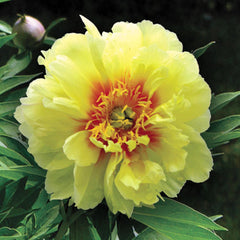 Bartzella Itoh Peony ~ Paeonia x G2