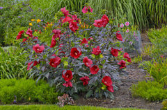 Midnight Marvel Rose Mallow ~ Hibiscus x 19CM