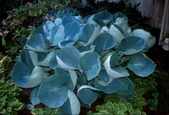 Abiqua Drinking Gourd Plantain Lily ~ Hosta 'Abiqua Drinking Gourd' 19CM