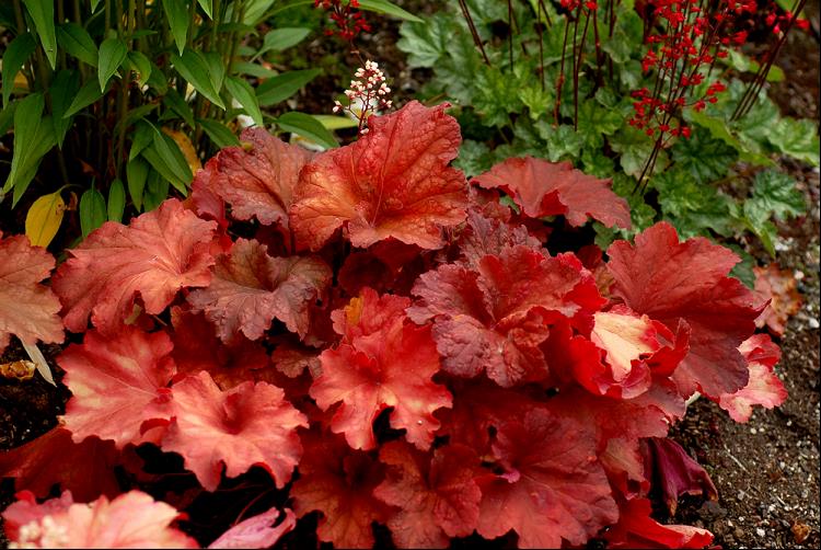 Rio Coral Bells ~ Heuchera x 'Rio' 19CM