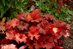 Rio Coral Bells ~ Heuchera x 'Rio' 19CM