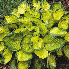 Rainforest Sunrise Plantain Lily ~ Hosta 'Rainforest Sunrise' 19CM