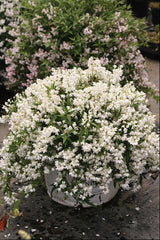 Yuki Snowflake® Deutzia ~ Deutzia x 'NCDX1' G2