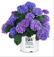 Let's Dance® Rhythmic Blue® Reblooming Hydrangea ~ Hydrangea macrophylla 'SMHMES14' G2
