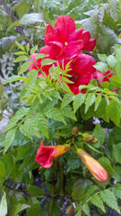 Summer Jazz™ Fire Trumpet Vine ~ Campsis x tagliabuana 'Takarazuka Fresa' G2