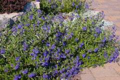 Sapphire Surf™ Bluebeard ~ Caryopteris x clandonensis 'Blauer Splatz' G2