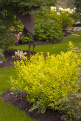 Chardonnay Pearls® Deutzia ~ Deutzia gracilis 'Duncan' G2