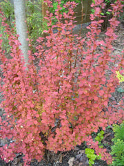 Orange Rocket Barberry ~ Berberis thunbergii 'Orange Rocket' G2