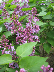 Prairie Petite Lilac ~ Syringa vulgaris G2