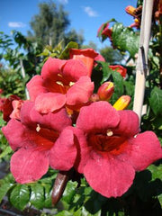 First Editions® Atomic Red™ Trumpet Vine ~ Campsis radicans 'Stromboli' G2
