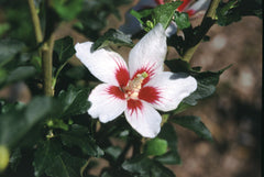 Lil' Kim® Rose of Sharon ~ Hibiscus syriacus 'Antong Two' G2