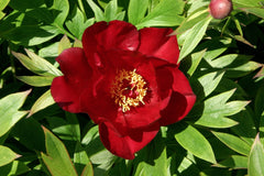 Scarlet Heaven Itoh Peony ~ Paeonia x G2