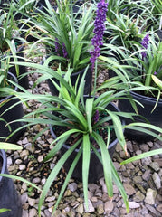 Royal Purple Lilyturf ~ Liriope muscari 'Royal Purple' G1